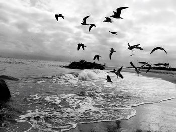 Seagulls flying over sea against sky