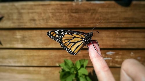 Close-up of butterfly on hand