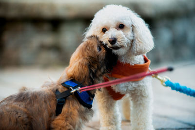 Puppy giving his brother a kiss