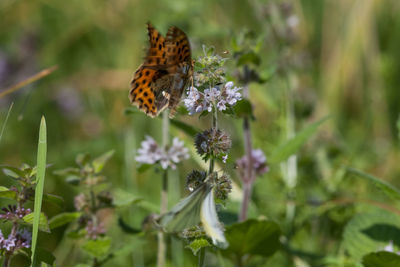 Close-up of butterfly on flower