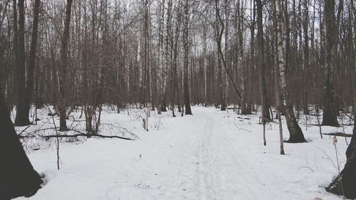 Pine trees in forest during winter