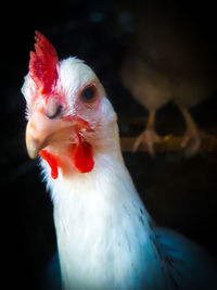 Close-up of a parrot