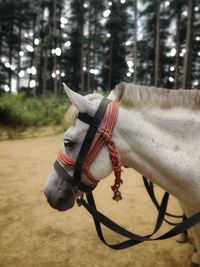 Close-up of a horse on the land