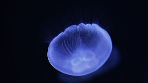 jellyfish