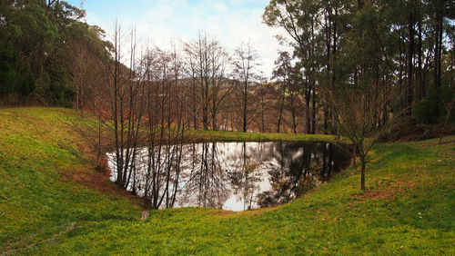 Scenic view of river in forest against sky