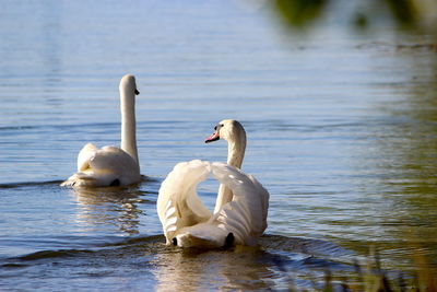 Swan floating on lake