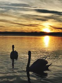 Silhouette of ducks swimming in lake during sunset