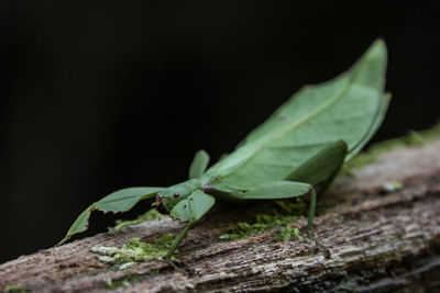 Close-up of green leaves on wood against black background