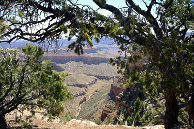 Trees in forest against sky