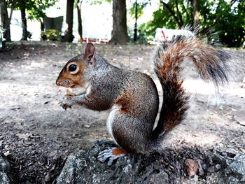 Close-up of squirrel on tree trunk