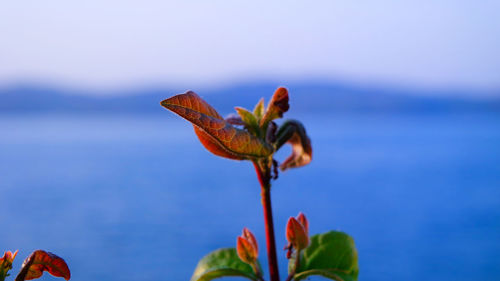 Close-up of flowering plant against sky