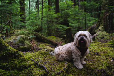 Dog sitting in a forest