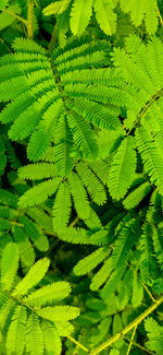 Full frame shot of fresh green leaves
