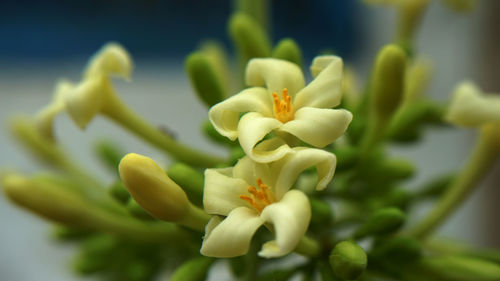 Close-up of white flowering plant