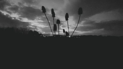 Cactus growing on field against sky