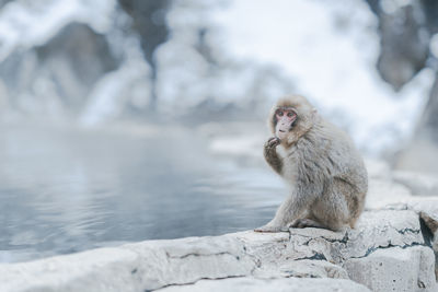 Monkey sitting on rock