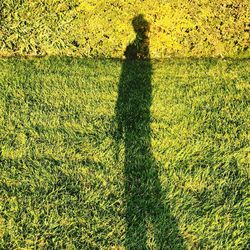 Shadow of trees on field
