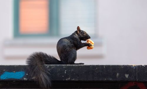 Monkey eating food