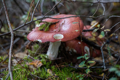 Close-up of mushroom growing on field