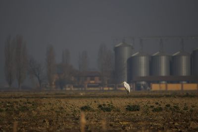 Seagull on a field