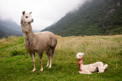 Full length of llamas on field against mountain