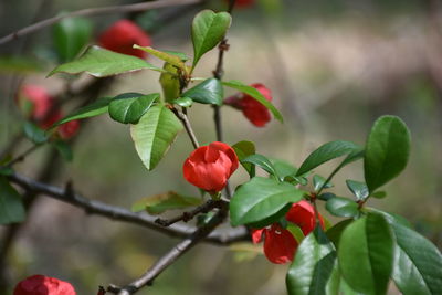 Close-up of red berries on plant