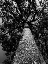 Low angle view of trees against sky