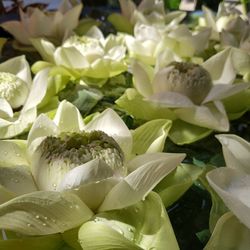 Full frame shot of white flowering plants