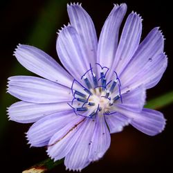 Close-up of purple flower