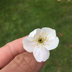 Close-up of hand holding white flower