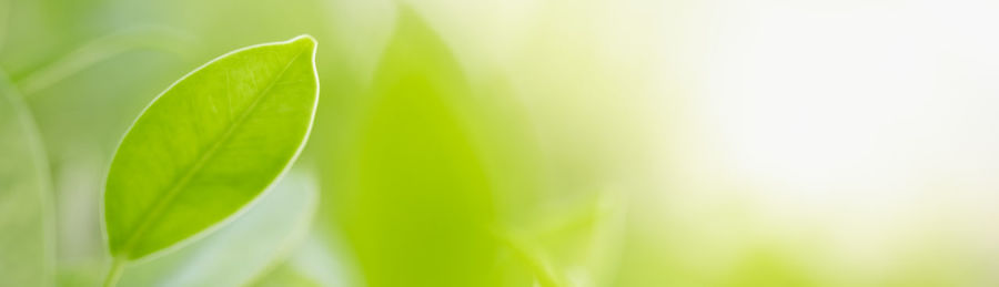 Close-up of fresh green leaves