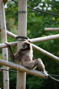 Monkey sitting on tree at zoo