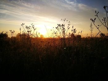 Close-up of silhouette plants growing on field against sky during sunset