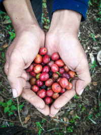 Coffee cup. coffee plantation. coffee beans background. coffee area landscape. lampung indonesia.