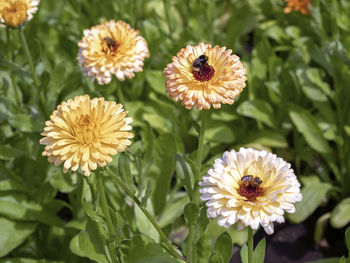 Closeup of pretty marigold flowers in a garden, variety calendula officinalis pacific apricot beauty