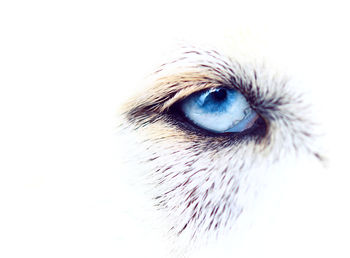 Close-up of dog against white background