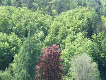 High angle view of pine trees in forest