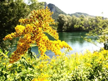 Close-up of yellow flowers blooming against trees