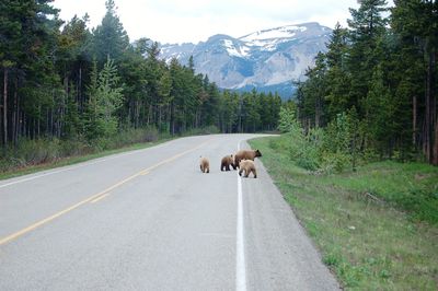Grizzly with cubs walking on road by mountain against sky