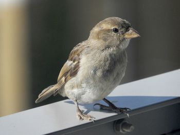 Close-up of bird perching on a table