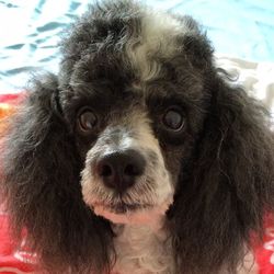 Close-up portrait of dog