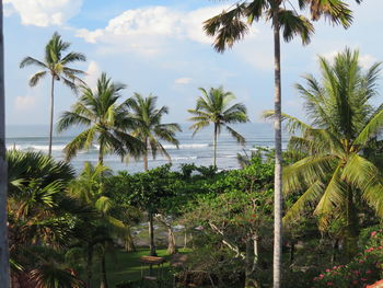 Palm trees on beach against sky