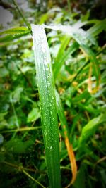 Close-up of wet grass