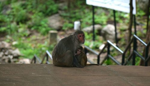 Monkey on stone wall