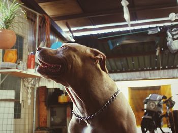 Close-up of a dog looking away at home