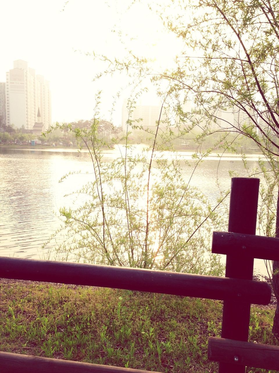 tree, water, built structure, railing, architecture, building exterior, sunlight, nature, fence, lake, grass, day, clear sky, river, tranquility, growth, outdoors, sky, no people, plant