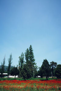 Flowers growing against clear blue sky