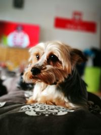 Close-up portrait of dog at home