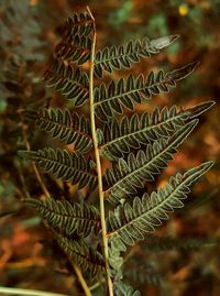 Close-up of fern leaves