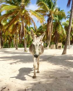 Portrait of a horse on palm trees